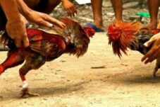Polsek Kajang Melakukan Pengerebekan Sabung Ayam Di Desa Sangkala, Kecamatan Kajang.