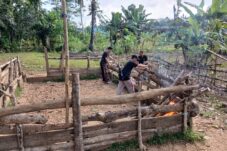Polisi Bongkar Arena Sabung Ayam di Bulukumba Sulsel